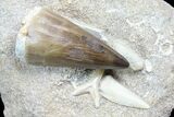 Mosasaur Tooth With Shark & Fish Tooth - Excellent Prep #77977-3